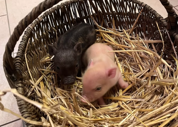 Miniaturschweine zu verkaufen (Ferkel zu verkaufen)