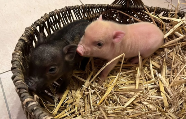 Miniaturschweine zu verkaufen (Ferkel zu verkaufen) – Bild 7