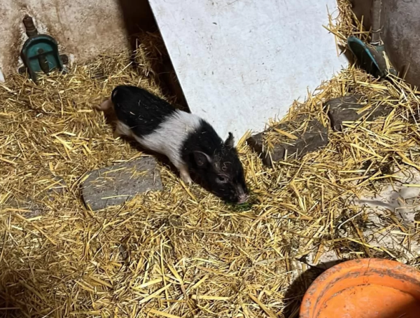 Miniaturschweine zum Verkauf (Miniferkel zum Verkauf) – Bild 3