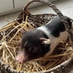 Miniaturschweine zum Verkauf (Miniferkel zum Verkauf)