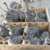 Ostrich Chicks for Sale (Young)