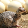 Ostrich Chicks for Sale (Young) - Image 30
