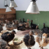Ostrich Chicks for Sale (Young) - Image 29