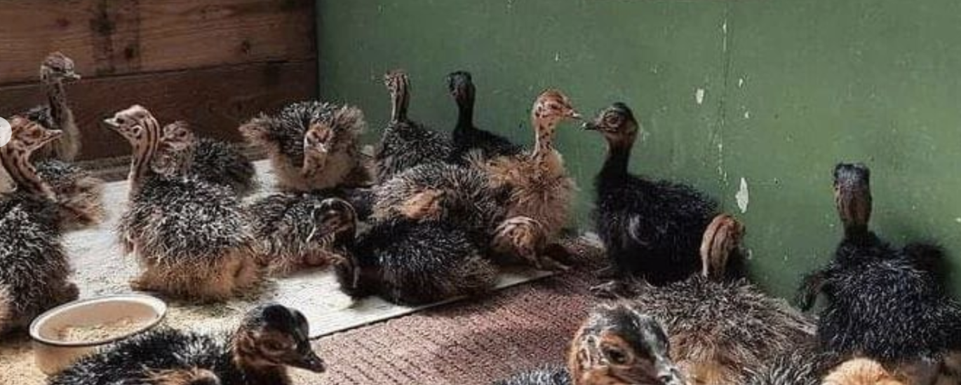 was kostet ein straußenküken