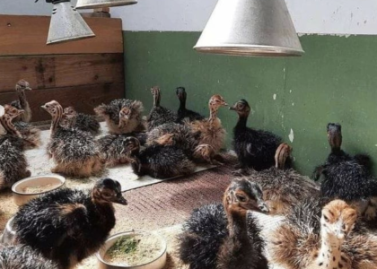 was kostet ein straußenküken