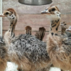 Ostrich Chicks for Sale (Young) - Image 28