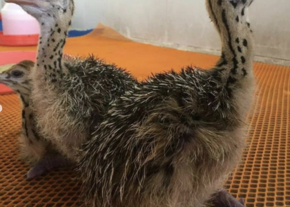 emu vogel kaufen