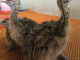emu vogel kaufen
