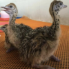 Ostrich Chicks for Sale (Young) - Image 27