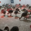 Ostrich Chicks for Sale (Young) - Image 26