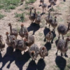 Ostrich Chicks for Sale (Young) - Image 25