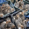 Ostrich Chicks for Sale (Young) - Image 23