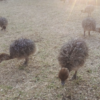 Ostrich Chicks for Sale (Young) - Image 22