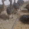 Ostrich Chicks for Sale (Young) - Image 21