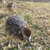 Ostrich Chicks for Sale (Young) - Image 20