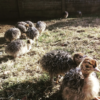 Ostrich Chicks for Sale (Young) - Image 19