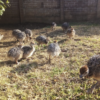 Ostrich Chicks for Sale (Young) - Image 18