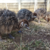 Ostrich Chicks for Sale (Young) - Image 17