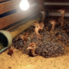 Ostrich Chicks for Sale (Young) - Image 16