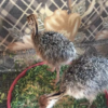 Ostrich Chicks for Sale (Young) - Image 15