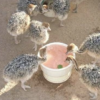 Ostrich Chicks for Sale (Young) - Image 12