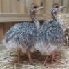 Ostrich Chicks for Sale (Young) - Image 11