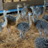 Ostrich Chicks for Sale (Young) - Image 10