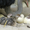 Ostrich Chicks for Sale (Young) - Image 9