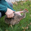 Ostrich Chicks for Sale (Young) - Image 8