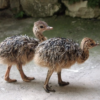Ostrich Chicks for Sale (Young) - Image 7