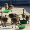 Ostrich Chicks for Sale (Young) - Image 6
