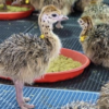 Ostrich Chicks for Sale (Young) - Image 5