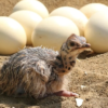 Ostrich Chicks for Sale (Young) - Image 4