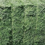 Alfalfa Hay for Sale