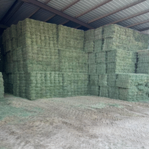 Alfalfa Hay for Sale – Premium Nutritious Feed for Livestock and Horses