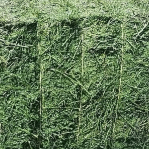 Alfalfa Hay for Sale