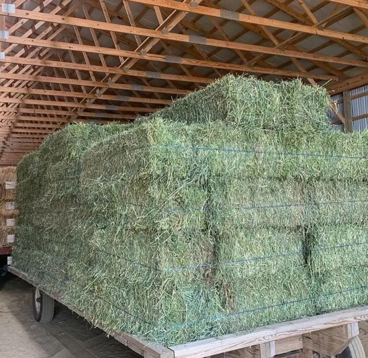 Alfalfa Hay for Sale South Africa – Premium Livestock and Horse Feed