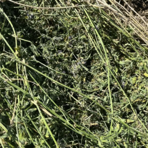 Buy Alfalfa Hay Bales for Sale