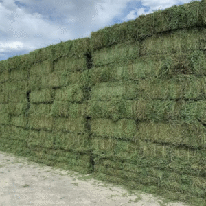 Alfalfa Hay for Sale – Premium Nutritious Feed for Livestock and Horses