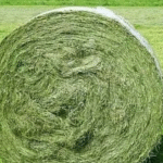 Buy Alfalfa Seeds for Sale USA