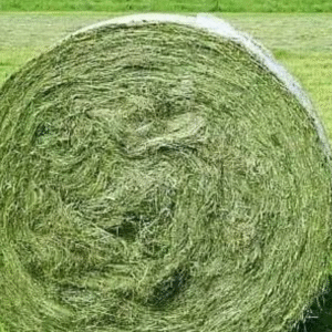 Buy Alfalfa Seeds for Sale USA