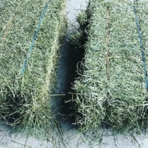 Buy Alfalfa Hay Bales for Sale