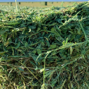 Sugar Cane for Sale in Namibia – Natural and Nutritious Treat for Animals
