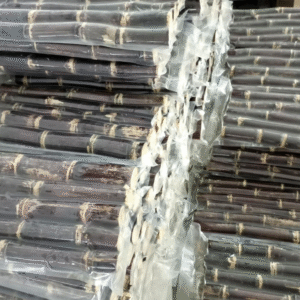 Sugar Cane for Sale in South Africa – Natural and Nutritious Treat for Animals