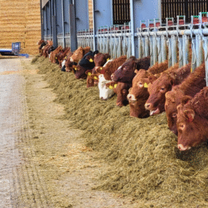 Calf Feed for Sale in USA – Premium Nutrition for Healthy Growth